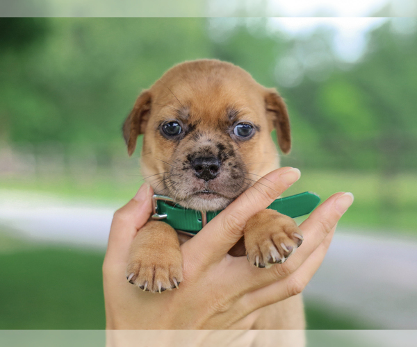Medium Photo #4 Jug Puppy For Sale in LIBERTY, KY, USA