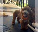 Small Photo #1 Goldendoodle (Miniature) Puppy For Sale in DETROIT, MI, USA