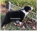 Small Photo #4 Australian Shepherd Puppy For Sale in SAINT JOHNS, FL, USA