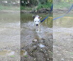 Small #15 American Pit Bull Terrier Mix