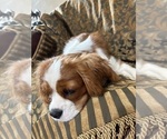 Small #2 Cavalier King Charles Spaniel
