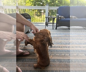 Father of the Dachshund puppies born on 06/17/2026