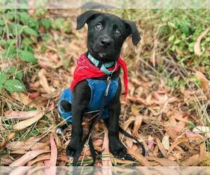 Labrador Retriever-Unknown Mix Dogs for adoption in McKinleyville, CA, USA