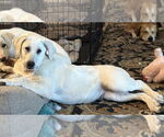 Small #6 Great Pyrenees Mix