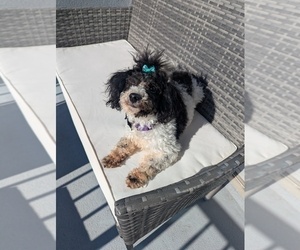 Poochon Dog for Adoption in ATLANTA, Georgia USA