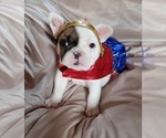 Small Photo #16 French Bulldog Puppy For Sale in W LINN, OR, USA