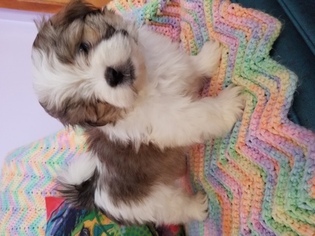 Mal-Shi Puppy for sale in ANDERSON, AL, USA