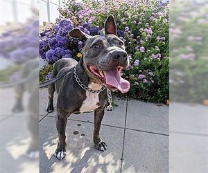 Keisy - Female American Bulldog-American Staffordshire Terrier Mix Dog for Adoption - Photo #2