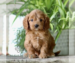 Cavapoo (Miniature) Puppy for sale in PARADISE, PA, USA