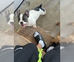 Small #2 French Bulldog