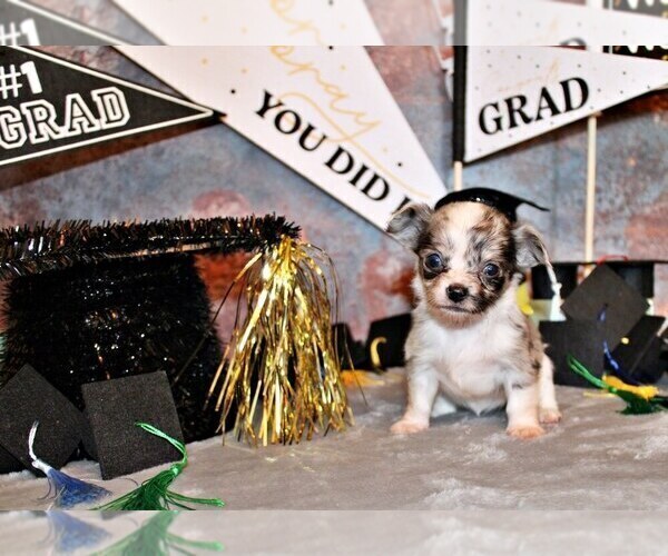 Medium Photo #70 Chihuahua Puppy For Sale in CHARLESTON, AR, USA