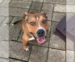 Small #15 American Pit Bull Terrier Mix