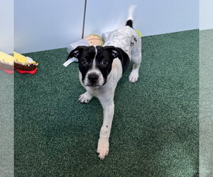Labrador Retriever-Unknown Mix Dogs for adoption in Sanford, FL, USA