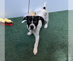 Small Labrador Retriever Mix