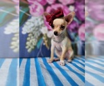 Small #6 Chihuahua