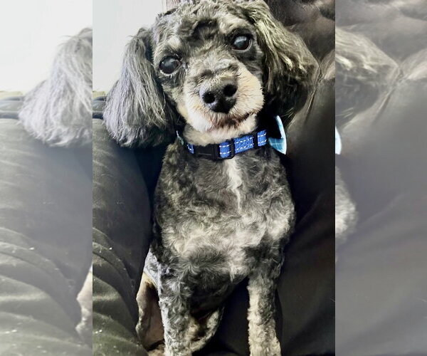 Medium Photo #3 Poodle (Toy) Puppy For Sale in Omaha, NE, USA