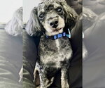 Small #2 Poodle (Toy)