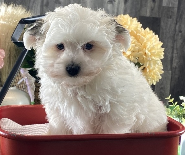 Medium Photo #3 Morkie Puppy For Sale in CANOGA, NY, USA
