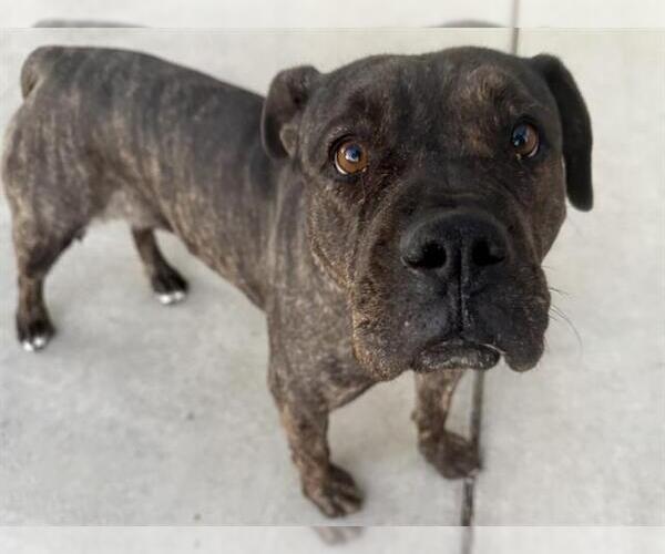 Medium Photo #1 Mutt Puppy For Sale in Pueblo, CO, USA