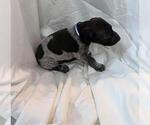 Small #1 German Shorthaired Pointer