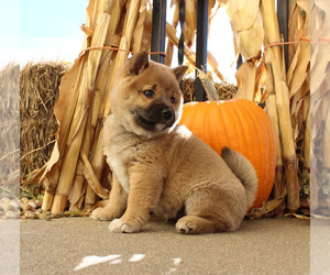 Shiba Inu Puppy for sale in CANTON, SD, USA