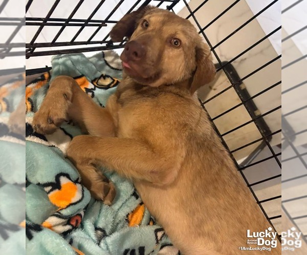 Medium Photo #3 Labrador Retriever-Unknown Mix Puppy For Sale in Washington, DC, USA