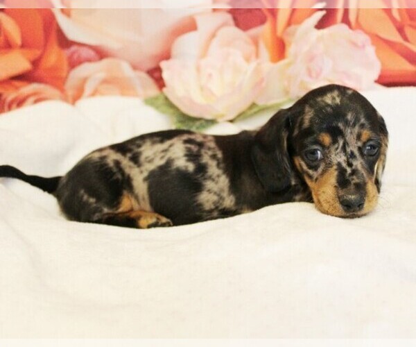 Medium Photo #5 Dachshund Puppy For Sale in HONEY BROOK, PA, USA