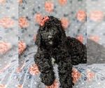 Small Photo #4 Poodle (Standard) Puppy For Sale in OXFORD, PA, USA