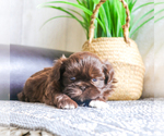 Small Photo #6 Shih Tzu Puppy For Sale in SYRACUSE, IN, USA