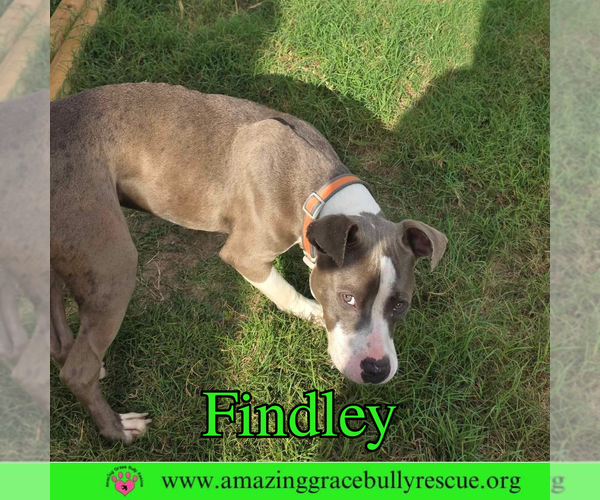 Medium Photo #9 American Bulldog-Unknown Mix Puppy For Sale in Pensacola, FL, USA
