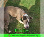 Small #8 American Bulldog Mix