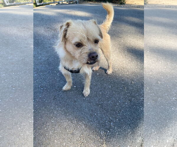 Medium Photo #5 Mutt Puppy For Sale in La Verne, CA, USA