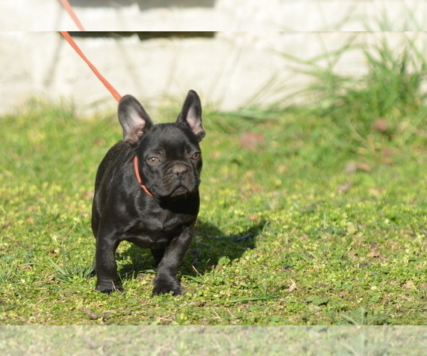 Medium Photo #3 French Bulldog Puppy For Sale in Kiskoros, Bacs-Kiskun, Hungary