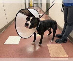 Mutt Dogs for adoption in Martinez, CA, USA