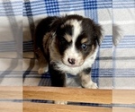 Small Photo #6 Miniature Australian Shepherd Puppy For Sale in FORT MORGAN, CO, USA
