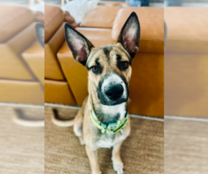 German Shepherd Dog-Unknown Mix Dogs for adoption in San Diego, CA, USA