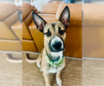 Small German Shepherd Dog Mix