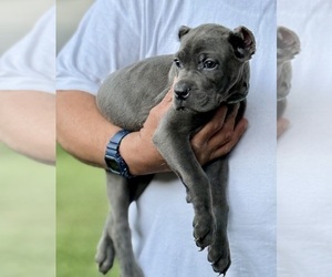 Cane Corso Puppy for sale in ANDERSON, IN, USA
