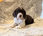 Image preview for Ad Listing. Nickname: Clifford
