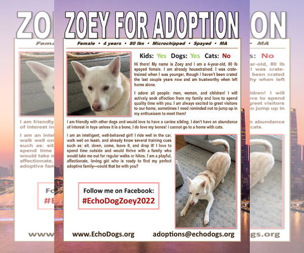 Medium Photo #3 Unknown-white german shepherd Mix Puppy For Sale in Hoffman Estates, IL, USA