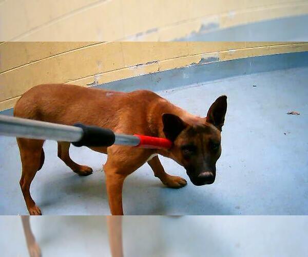 Medium Photo #1 Mutt Puppy For Sale in Tulsa, OK, USA