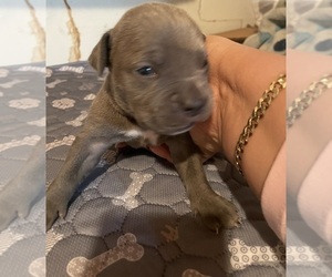 American Bully Puppy for sale in PORT RICHEY, FL, USA