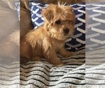 Small Photo #4 Morkie Puppy For Sale in HADDAM, CT, USA