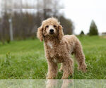 Small #11 Poodle (Toy)