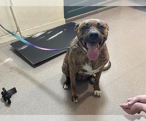 Holland Shepherd-Unknown Mix Dogs for adoption in Pasadena, CA, USA