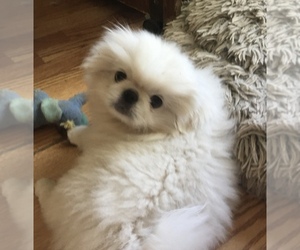 Pekingese Puppy for sale in MESQUITE, TX, USA
