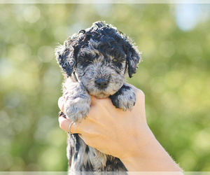Golden Mountain Doodle  Puppy for sale in PALM BAY, FL, USA