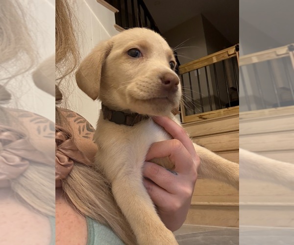 Medium Photo #3 Labrador Retriever Puppy For Sale in ELKTON, MD, USA
