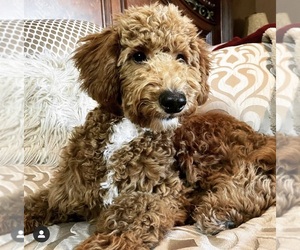 Father of the Goldendoodle-Poodle (Toy) Mix puppies born on 03/03/2025