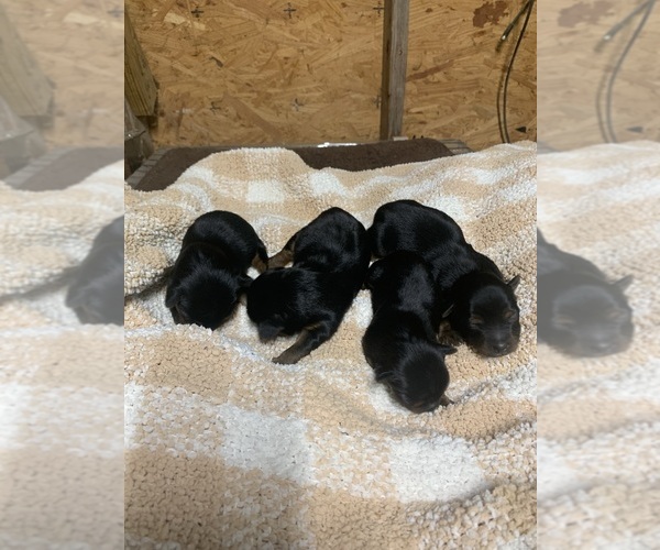 Medium Photo #1 Yorkshire Terrier Puppy For Sale in NORLINA, NC, USA